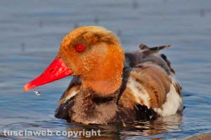 Capodimonte - I colori del lago di Bolsena