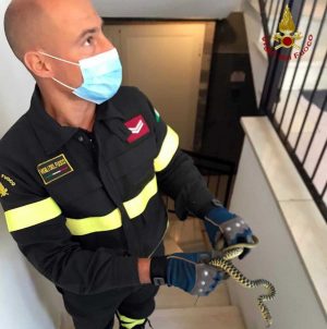 Santa Marinella - Vigili del fuoco recuperano serpente