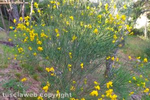 Ginestra odorosa in fiore