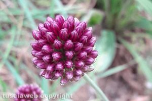 Allium scorodoprasum