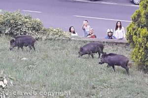 Viterbo - Cinghiali nel giardino di via Monte Cervino