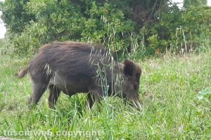 Viterbo - Cinghiali nel giardino di via Monte Cervino