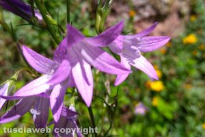 Raponzolo in fiore