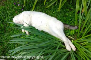 Il gatto di Anna Rita Cesarini