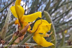 Ginestra