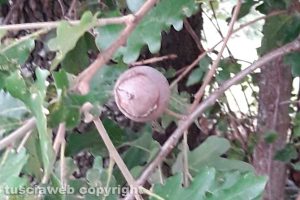 Noci di galla