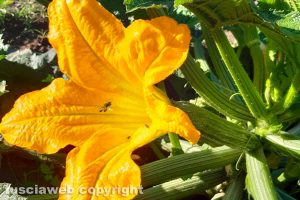 Fiore di zucchina con ape