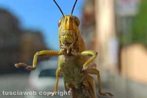Sorpresa sul parabrezza
