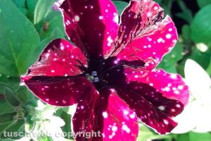 Petunia