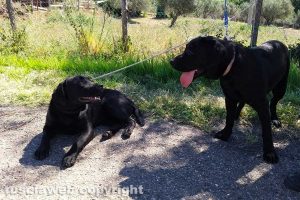 Montefiascone - I due cani trovati in via Otto marzo