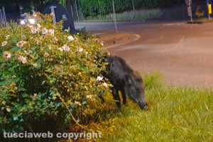 Viterbo - Cinghiali in via Monte Cervino
