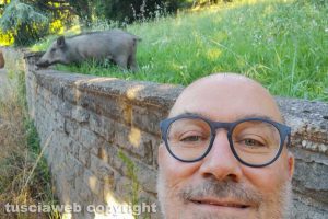 Viterbo - Cinghiali in via Monte Cervino