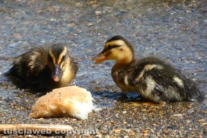 Marta - Piccoli di germano reale