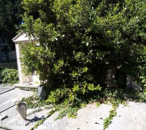 Viterbo - Erbacce tra le tombe al cimitero San Lazzaro