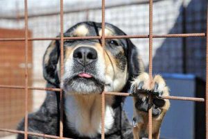 Cane in gabbia