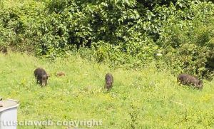 Viterbo - Cinghiali in via Belluno