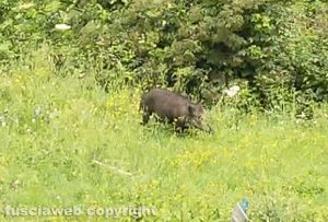 Viterbo - Cinghiali in via Belluno