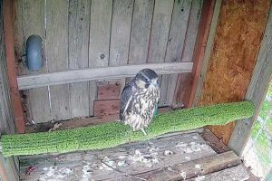 Ronciglione - Il falco lanario Lea