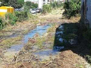 "Pantano ed erba alta nel terreno nel quartiere di Madonna dell'Olivo"