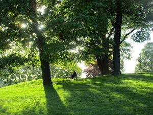 Un parco pubblico