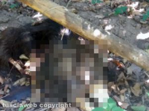 Corchiano - Cane morto trovato legato con un fil di ferro