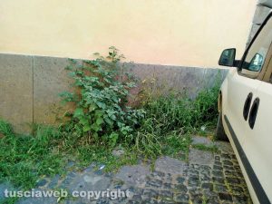 Viterbo - Erbacce in Largo Cesare Battisti
