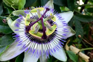 Passiflora