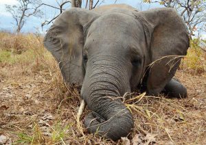 Elefanti morti misteriosamente in Botswana