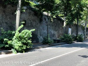 Viterbo - Viale Trieste invasa dalle erbacce