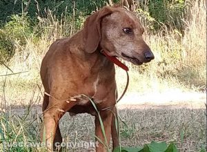 Il meticcio marrone col collare rosso