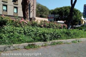 Viterbo - Erbacce a piazzale Gramsci