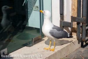 Viterbo - Un gabbiano fuori dalla boutique