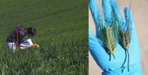 Unitus - La cura per il grano del Dafne