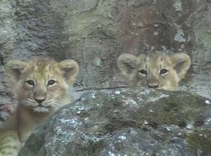 Roma - Le due cucciole di leone asiatico nate al Bioparco