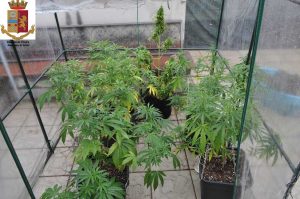 Coltiva marijuana in terrazza, denunciato