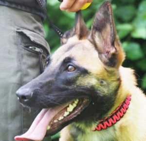 Vienna - Pastori dell'esercito addestrati per fiutare il Covid-19