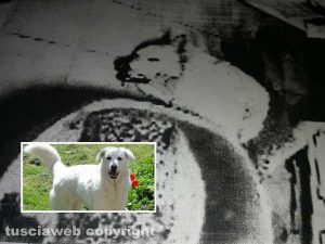 Nuvola, il cane ucciso con una balestra