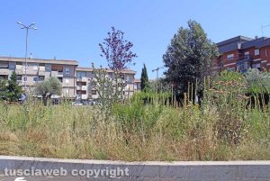 Viterbo - Erba alta dalle parti di via della Pila