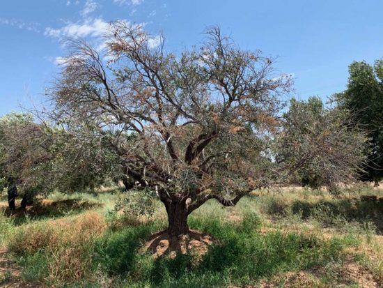 Xylella fastidiosa