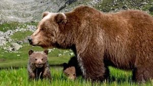 Orso bruno