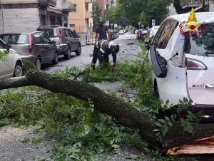 Verona - L'albero caduto sulle auto