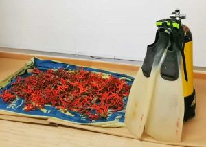 Montalto di Castro - Il corallo rosso sequestro da Carabinieri e Guardia costiera