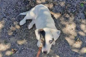 Il cagnolino trovato al Carmine