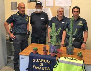 Le piante sequestrate dai funzionari dell'Agenzia delle dogane