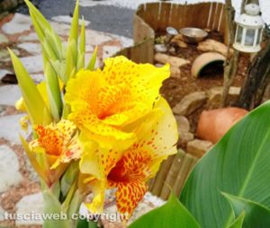 Strelitzia in fiore