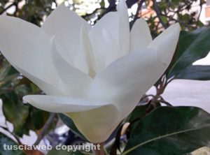 Le geometrie di un fiore di magnolia