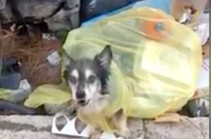 Roma - Cane trovato tra i rifiuti