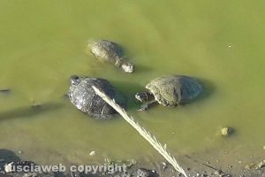 Tarquinia - Tartarughe palustri americane abbandonate nel fosso delle Saline