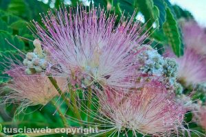 Fiore di albizia
