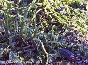 Grandinata a Viterbo distrugge raccolto di zucchine